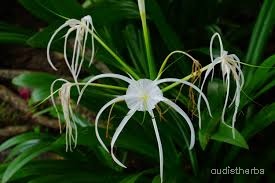 Crinum asiaticum flower8.jpg